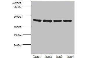 Western blot All lanes: HERPUD1 antibody at 2. (HERPUD1 antibody  (AA 1-240))