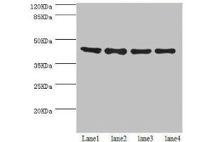 Western blot All lanes: HERPUD1 antibody at 2.