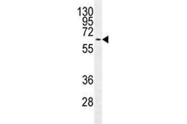 MAPK15 antibody