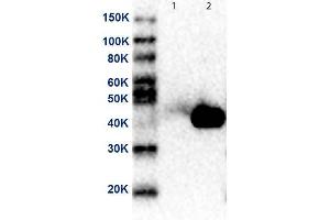Western Blot of Anti-MEK2 Antibody. (MEK2 antibody  (N-Term) (HRP))