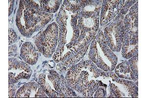 Image no. 1 for anti-Mitochondrial Ribosomal Protein S34 (MRPS34) antibody (ABIN1499566) (MRPS34 antibody)