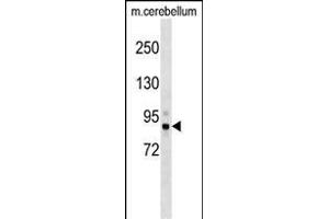 Mouse Tbk1 Antibody (N-term) (ABIN1539557 and ABIN2848949) western blot analysis in mouse cerebellum tissue lysates (35 μg/lane).