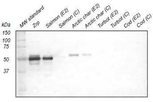Western Blotting (WB) image for anti-Zona Radiata Protein antibody (ABIN108740) (Zona Radiata Protein antibody)