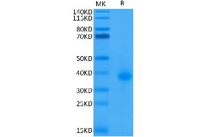 Biotinylated Human CD40 on Tris-Bis PAGE under reduced condition. (CD40 Protein (CD40) (AA 21-193) (His-Avi Tag,Biotin))