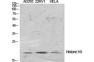 Western Blot (WB) analysis of specific cells using Histone H3 Polyclonal Antibody. (Histone 3 antibody  (Lys471))