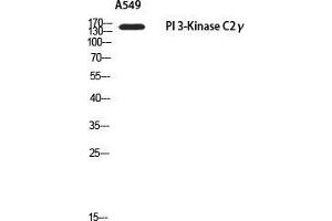 Western Blot (WB) analysis of A549 using PI 3-Kinase C2gamma antibody. (PIK3C2G antibody)