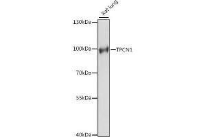 Western blot analysis of extracts of rat lung, using TPCN1 antibody (ABIN7271110) at 1:1000 dilution. (TPCN1 antibody  (AA 692-816))