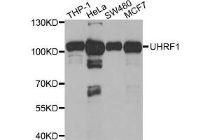 Western blot analysis of extracts of various cell lines, using UHRF1 antibody (ABIN5971303) at 1/1000 dilution. (UHRF1 antibody)
