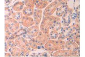 IHC-P analysis of Rat Kidney Tissue, with DAB staining. (SPTAN1 antibody  (AA 2071-2269))