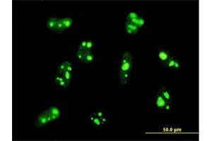Immunofluorescence of monoclonal antibody to PER2 on HeLa cell. (PER2 antibody  (AA 1-100))