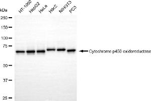 Western blotting analysis using cytochrome p450 oxidoreductase antibody (ABIN7799722). (Recombinant POR antibody)