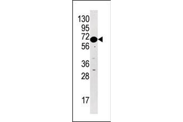 BRSK2 antibody  (C-Term)