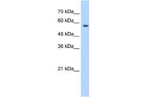 SF3A3 antibody used at 0. (SF3A3 antibody  (Middle Region))