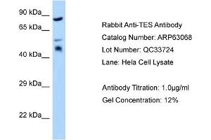 Western Blotting (WB) image for anti-Testis Derived Transcript (3 LIM Domains) (TES) (Middle Region) antibody (ABIN971861) (TES antibody  (Middle Region))