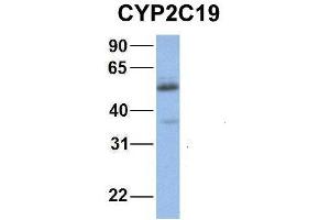 Host:  Rabbit  Target Name:  NOP56  Sample Type:  Human Fetal Muscle  Antibody Dilution:  1. (CYP2C19 antibody  (Middle Region))