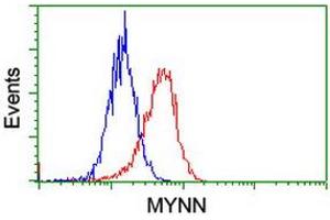 Image no. 3 for anti-Myoneurin (MYNN) (AA 10-300) antibody (ABIN1490791) (Myoneurin antibody  (AA 10-300))
