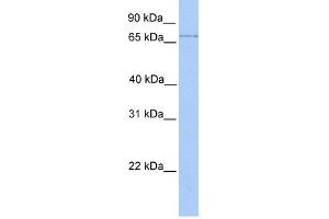 LMF2 antibody used at 1 ug/ml to detect target protein. (LMF2 antibody  (Middle Region))