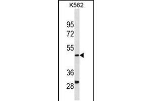 Western blot analysis in K562 cell line lysates (35ug/lane). (DHODH antibody  (AA 166-194))