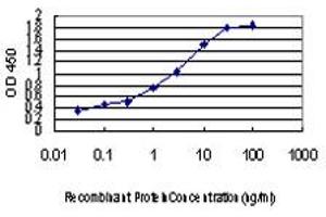Detection limit for recombinant GST tagged PLD2 is approximately 0. (Phospholipase D2 antibody  (AA 834-933))