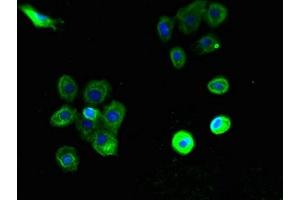 Immunofluorescent analysis of A431 cells using ABIN7163621 at dilution of 1:100 and Alexa Fluor 488-congugated AffiniPure Goat Anti-Rabbit IgG(H+L) (PTAFR antibody  (AA 297-342))