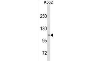 CLSTN2 Antibody (Center) (ABIN1881212 and ABIN2838758) western blot analysis in K562 cell line lysates (35 μg/lane). (Calsyntenin 2 antibody  (AA 743-770))