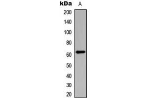 Western blot analysis of CHK2 (pT383) expression in HeLa (A) whole cell lysates.