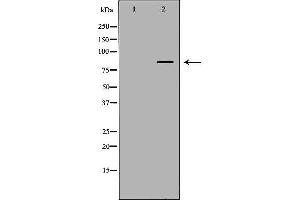 Western blot analysis of extracts of recombinantprotein, using FAM160B2 antibody. (FAM160B2 antibody  (Internal Region))