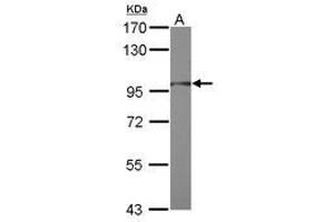 Image no. 1 for anti-Ring Finger Protein 31 (RNF31) (AA 68-405) antibody (ABIN1500722) (RNF31 antibody  (AA 68-405))