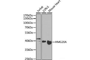 Western blot analysis of extracts of various cell lines using HMG20A Polyclonal Antibody at dilution of 1:1000. (HMG20A antibody)
