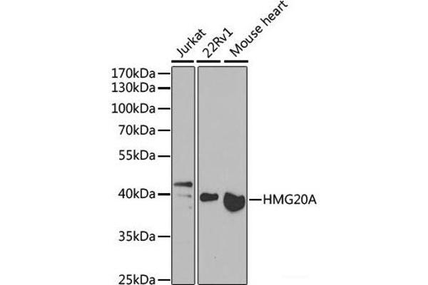 HMG20A 抗体