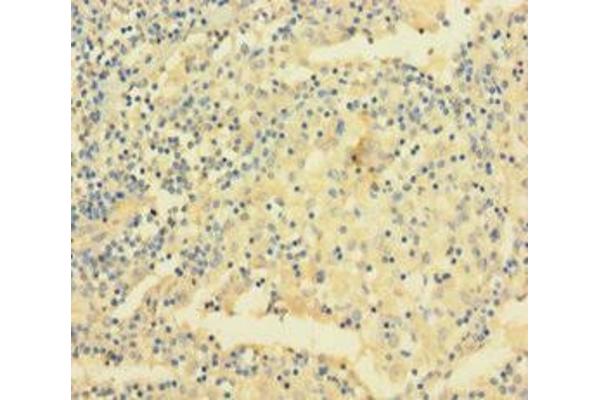 VAMP5 antibody  (AA 1-72)