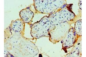 Immunohistochemistry of paraffin-embedded human placenta tissue using ABIN7152579 at dilution of 1:100 (FAIM3 antibody  (AA 18-251))