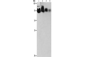 Western Blotting (WB) image for anti-Epidermal Growth Factor Receptor Pathway Substrate 15-Like 1 (EPS15L1) antibody (ABIN2422748) (EPS15L1 antibody)