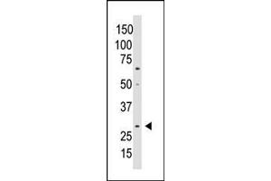 Western blot analysis of anti-WISP2 Antibody (Center) (ABIN390188 and ABIN2840679) in A549 cell lysate. (WISP2 antibody  (AA 87-116))