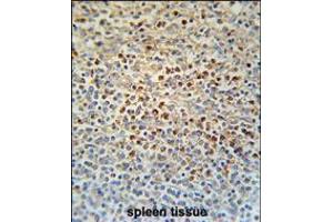 SLC4A7 Antibody immunohistochemistry analysis in formalin fixed and paraffin embedded human spleen tissue followed by peroxidase conjugation of the secondary antibody and DAB staining.