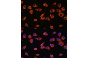 Immunofluorescence analysis of L929 cells using DNER antibody (ABIN7266727) at dilution of 1:100. (DNER antibody  (AA 140-240))