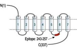 Bradykinin Receptor B1 (BDKRB1) peptide