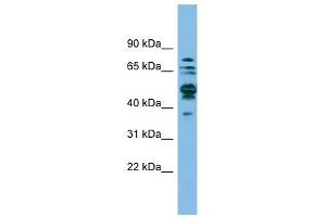 SHMT1 antibody used at 1 ug/ml to detect target protein. (SHMT1 antibody)