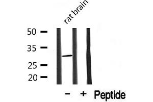 Western blot analysis of extracts from rat Brian, using COX6C antibody. (COX6C antibody  (Internal Region))