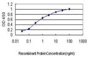Detection limit for recombinant GST tagged ROCK1 is approximately 0. (ROCK1 antibody  (AA 401-510))