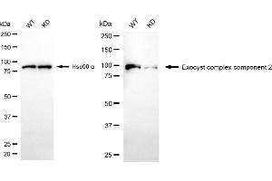 Western blotting analysis using exocyst complex component 2 antibody (ABIN7798542).