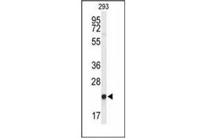 Western blot analysis of GGCT Antibody (C-term) in 293 cell line lysates (35ug/lane). (GGCT antibody  (C-Term))