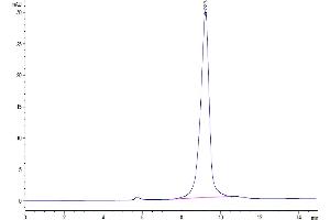 The purity of SARS-Cov-2 Spike RBD(B. (SARS-CoV-2 Spike Protein (B.1.640, RBD) (His tag))