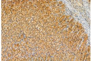 ABIN6263284 and ABIN6272925 at 1/100 staining Rat stomach tissue by IHC-P.