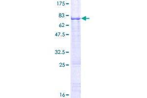 HSFY1 Protein (AA 1-401) (GST tag)