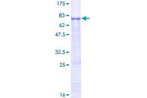 HSFY1 Protein (AA 1-401) (GST tag)