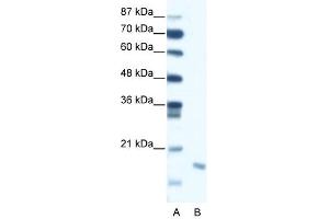 DIABLO antibody (20R-1288) used at 0. (DIABLO antibody  (C-Term))