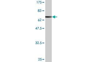 Western Blotting (WB) image for anti-Aryl Hydrocarbon Receptor Interacting Protein-Like 1 (AIPL1) (AA 1-384) antibody (ABIN525384)