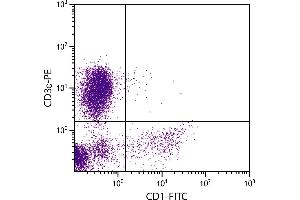 Porcine peripheral blood lymphocytes were stained with Mouse Anti-Porcine CD1-FITC. (Kyphoscoliosis Peptidase antibody  (FITC))