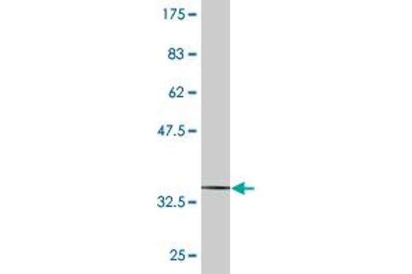 MRCKG antibody  (AA 1423-1528)